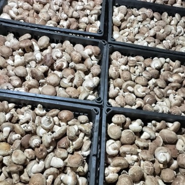 湖北基地直供精品手选光面菇量大从优对接市场常年有货