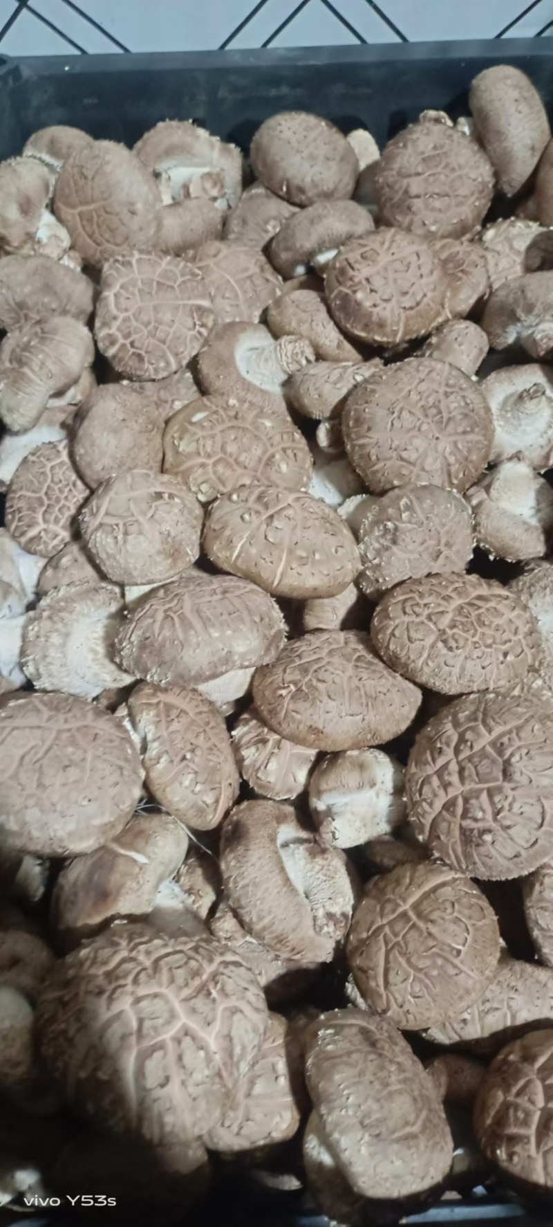 湖北基地直供精品手选光面菇量大从优对接市场常年有货