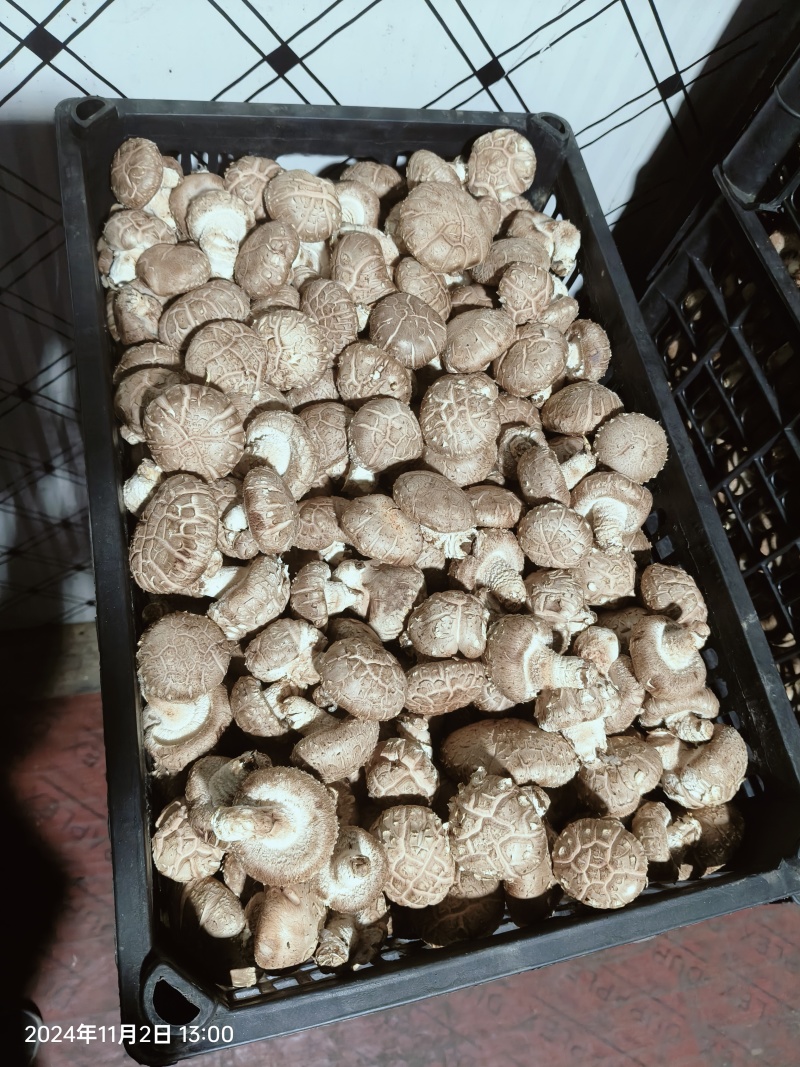 湖北基地直供精品手选光面菇量大从优对接市场常年有货