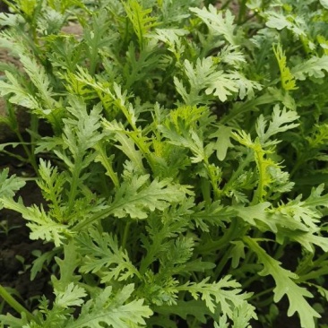 新鲜北京产茼蒿，当地直供，品质保证