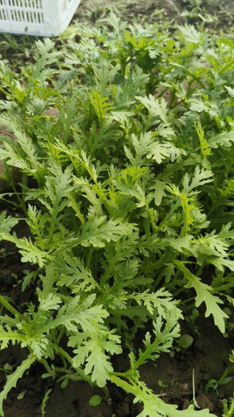 新鲜北京产茼蒿，当地直供，品质保证