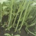 新鲜北京产茼蒿，当地直供，品质保证