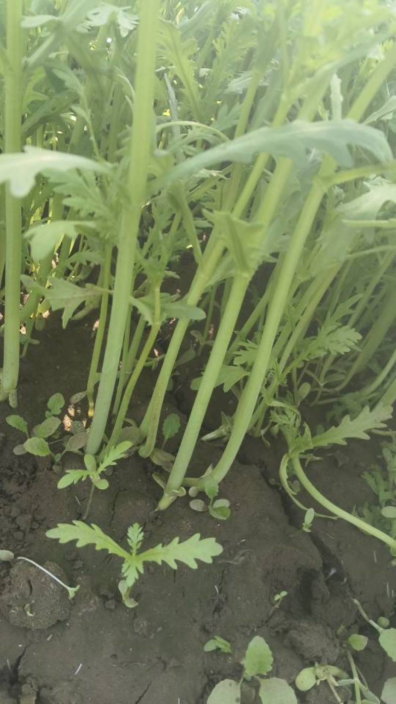 新鲜北京产茼蒿，当地直供，品质保证