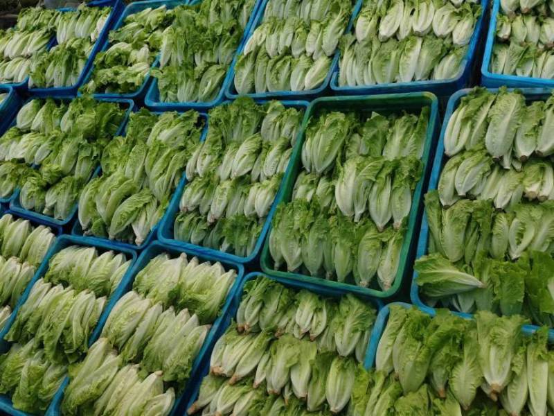 罗马生菜大量有货，欢迎采购