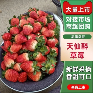 【常年代办】商丘天仙醉草莓加工果量大