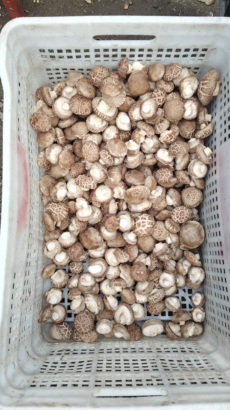 焦佳农业科技有限公司