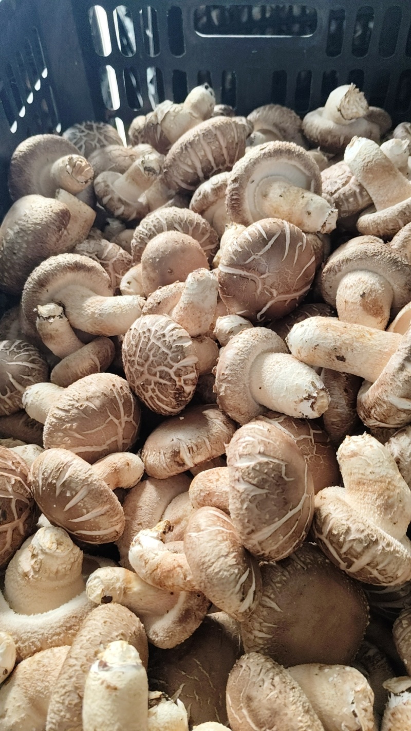 焦佳农业科技有限公司
