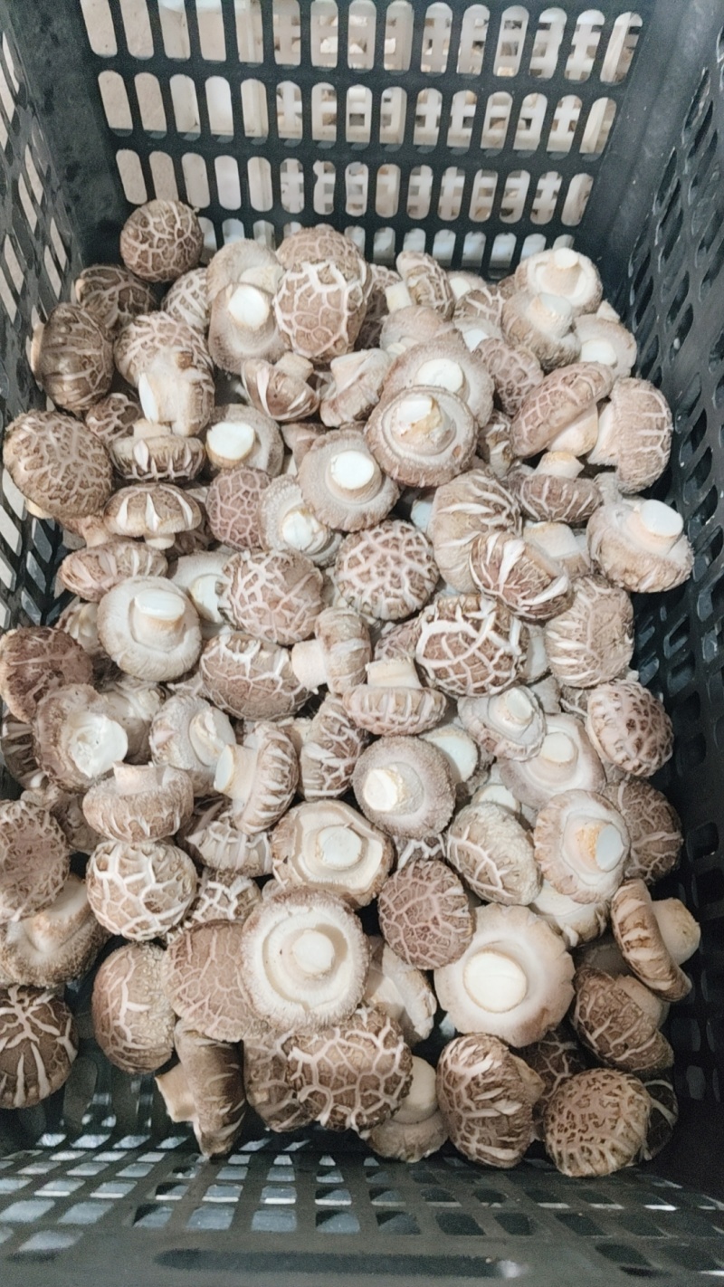 焦佳农业科技有限公司