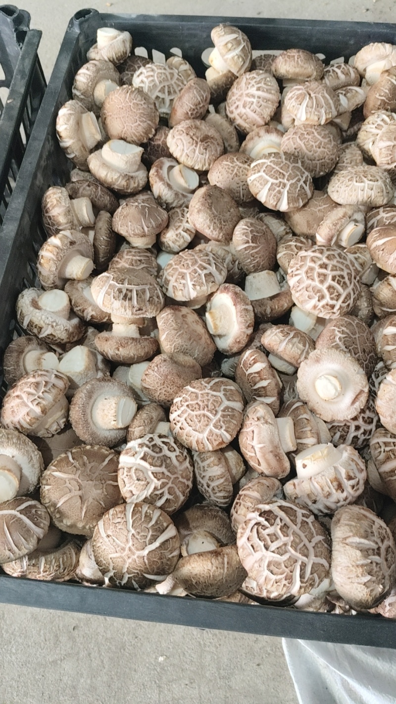 焦佳农业科技有限公司