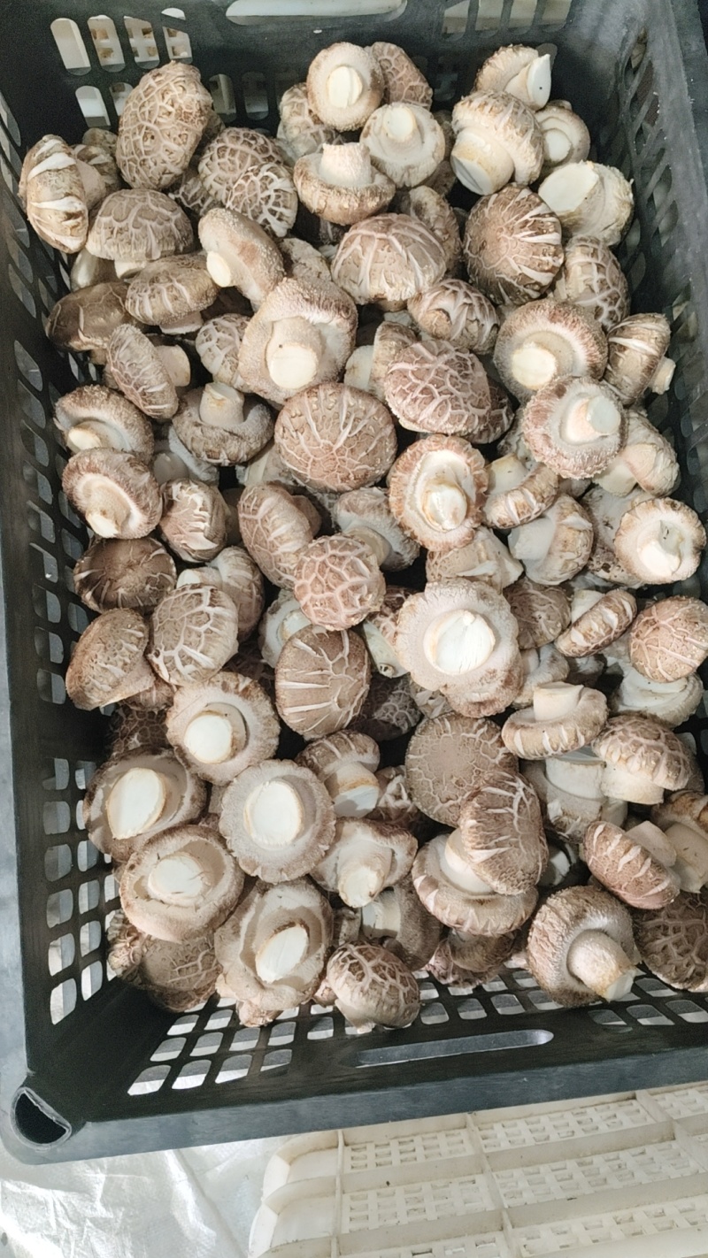 焦佳农业科技有限公司