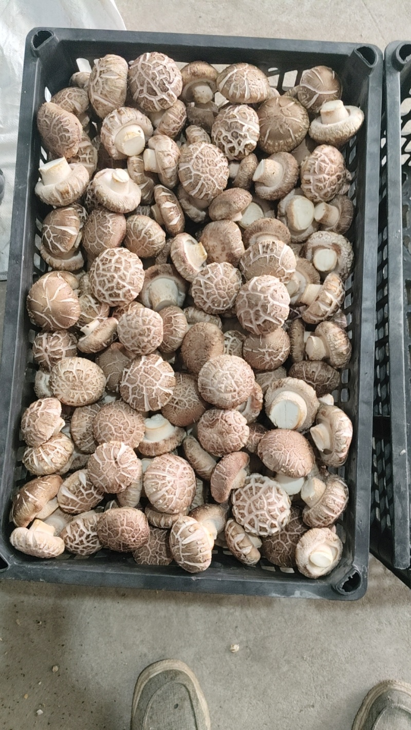焦佳农业科技有限公司