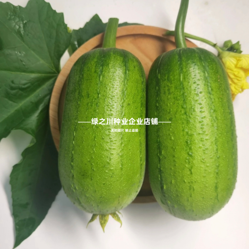 春润品味胖胖丝瓜种子味甜苹果丝瓜种子瓜香味浓水瓜种子短棒