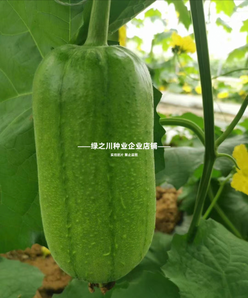 春润品味胖胖丝瓜种子味甜苹果丝瓜种子瓜香味浓水瓜种子短棒