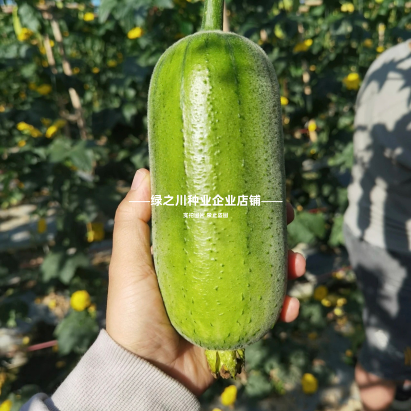 春润品味胖胖丝瓜种子味甜苹果丝瓜种子瓜香味浓水瓜种子短棒
