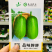春润品味胖胖丝瓜种子味甜苹果丝瓜种子瓜香味浓水瓜种子短棒