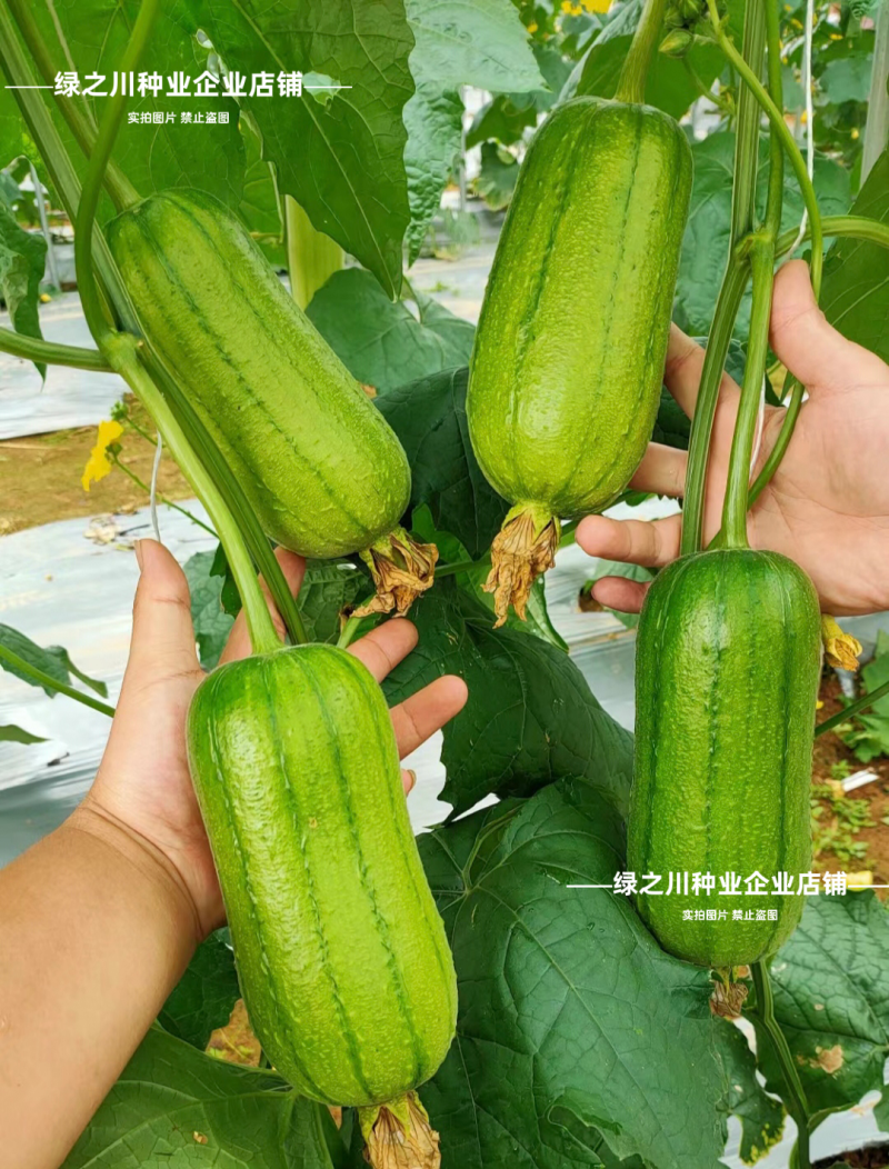 春润品味胖胖丝瓜种子味甜苹果丝瓜种子瓜香味浓水瓜种子短棒