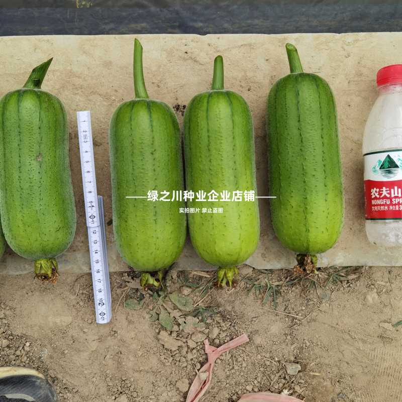 春润品味胖胖丝瓜种子味甜苹果丝瓜种子瓜香味浓水瓜种子短棒