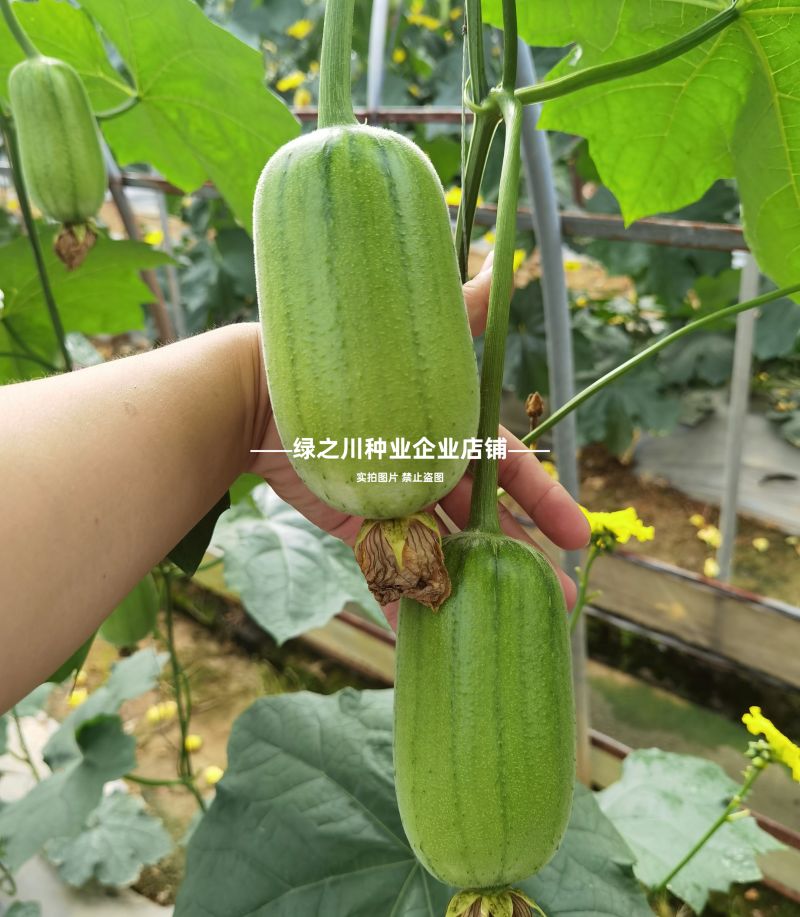 春润品味胖胖丝瓜种子味甜苹果丝瓜种子瓜香味浓水瓜种子短棒