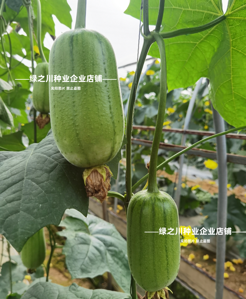 春润品味胖胖丝瓜种子味甜苹果丝瓜种子瓜香味浓水瓜种子短棒