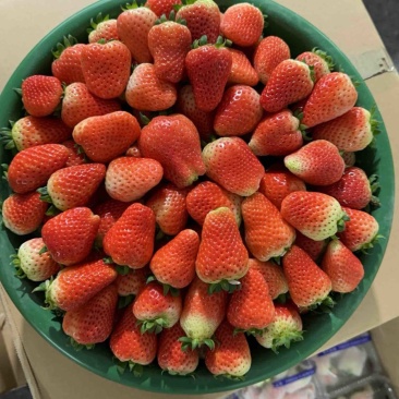 天仙醉草莓预售