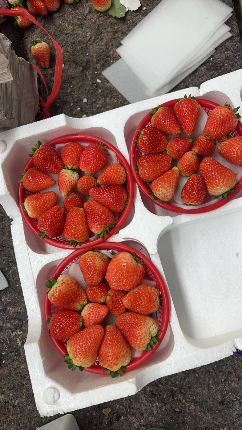 天仙醉草莓预售