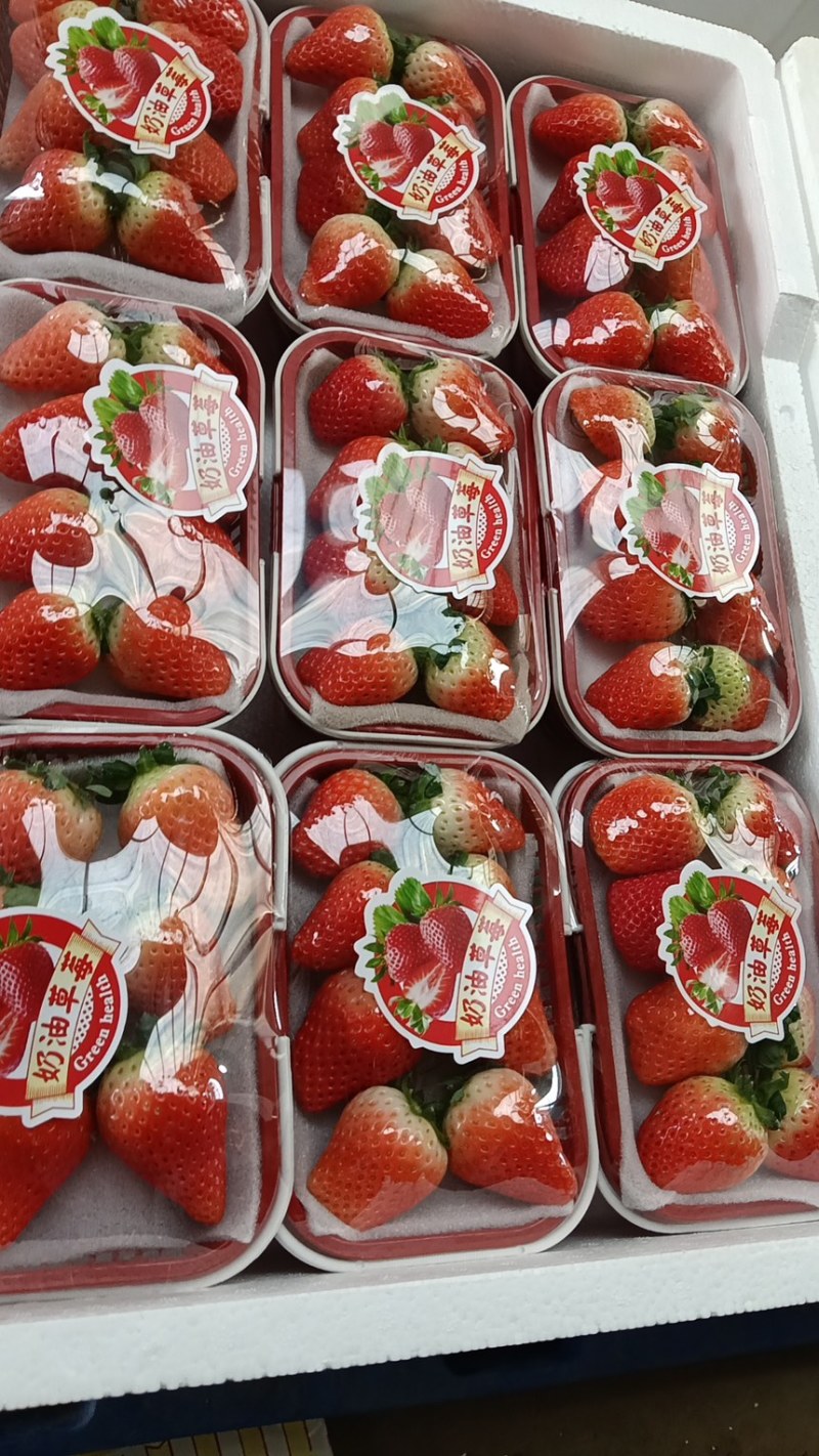 天仙醉草莓预售
