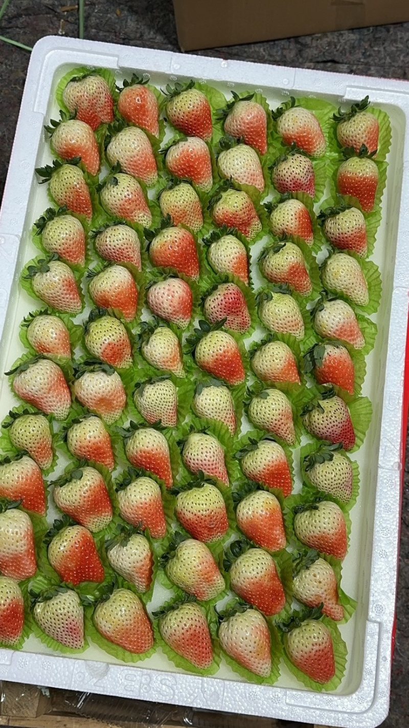 天仙醉草莓预售