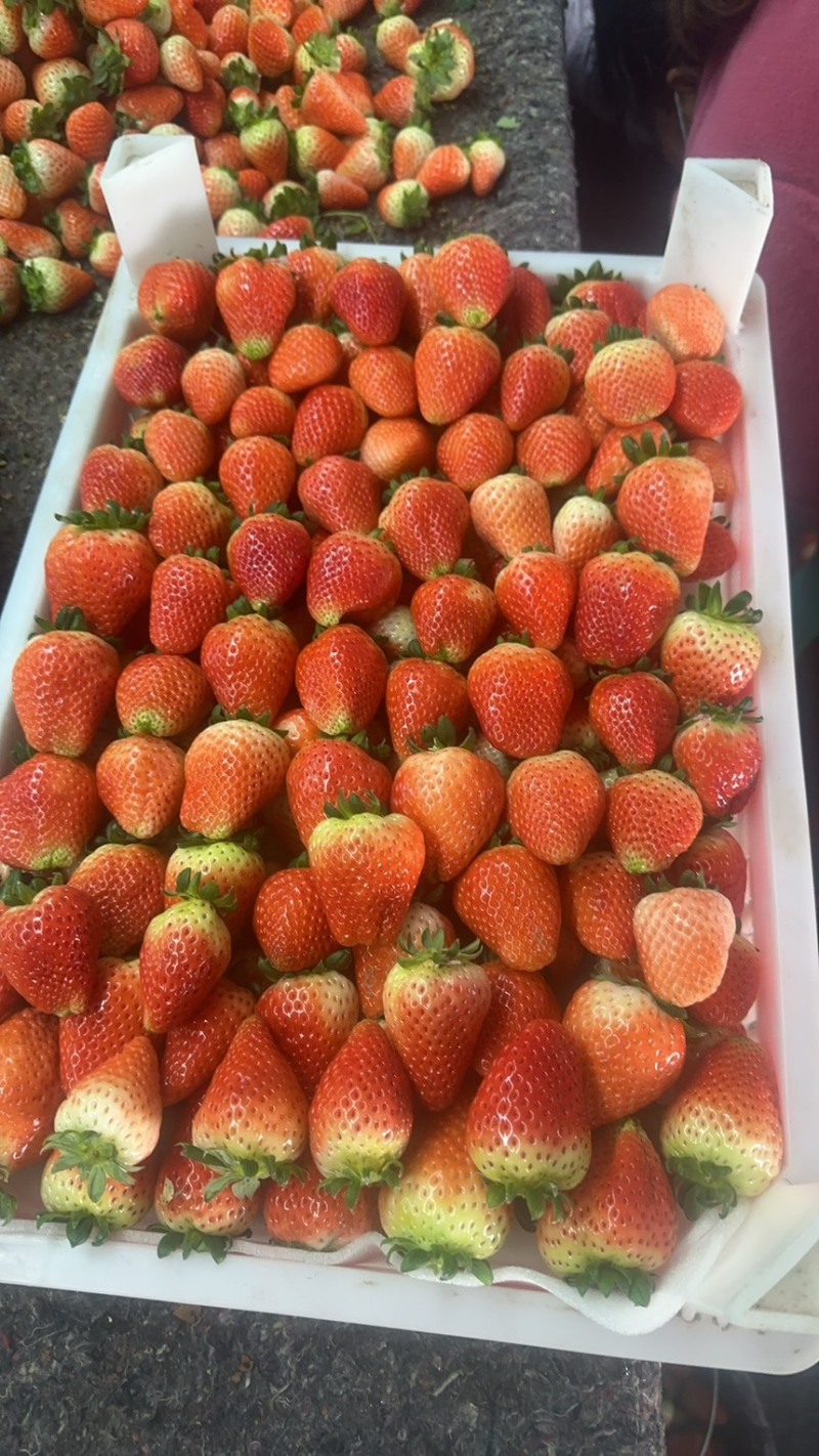 天仙醉草莓预售