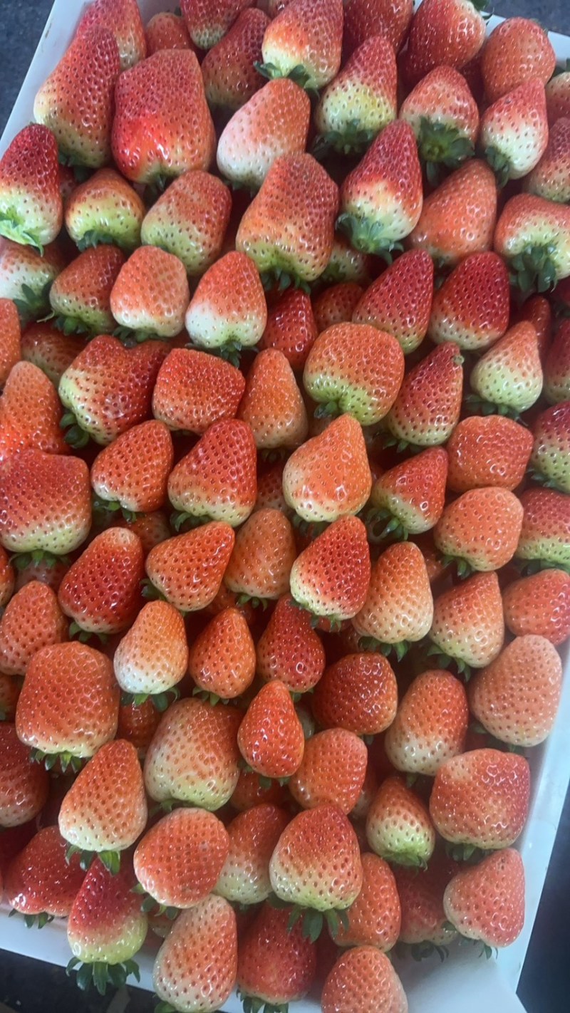 天仙醉草莓预售