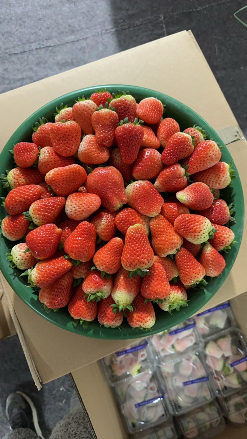 天仙醉草莓预售