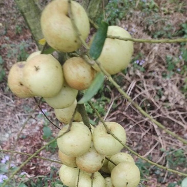 当季崩坎柿饼甜油甘果通货