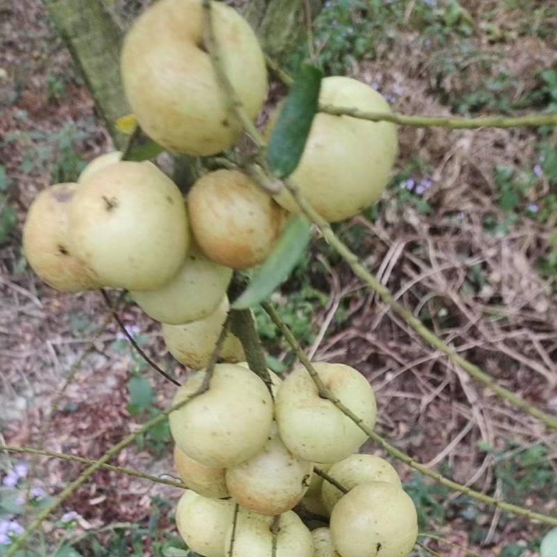 当季崩坎柿饼甜油甘果通货