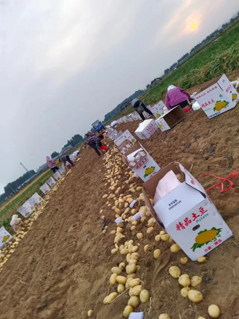 沃土五号土豆沃土五基地直供随行就市欢迎咨询**价