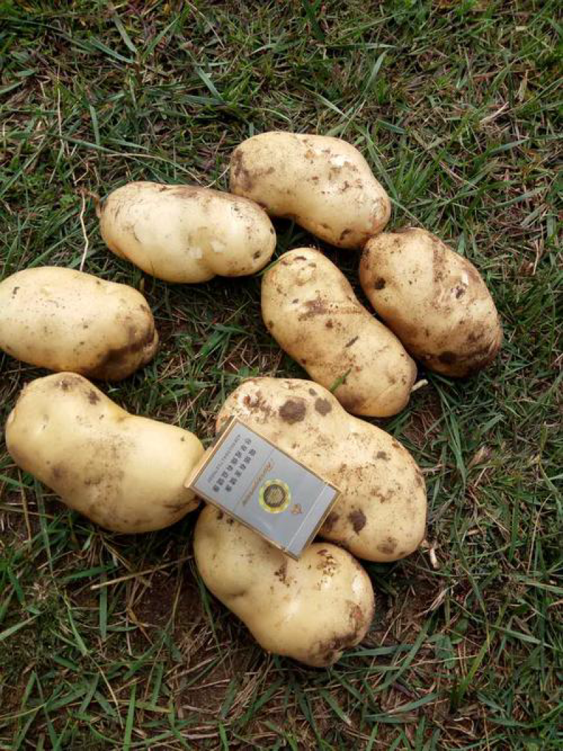 226土豆内蒙土豆黄皮黄心随行就市欢迎咨询最新价