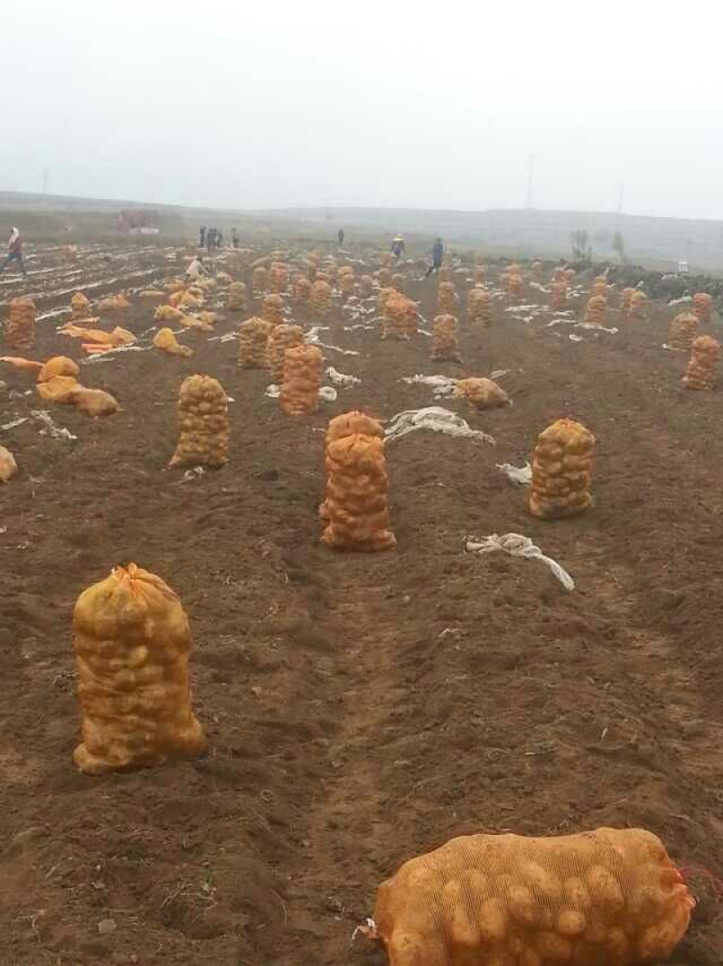 大西洋土豆抗病高产内蒙基地欢迎来电咨询**价
