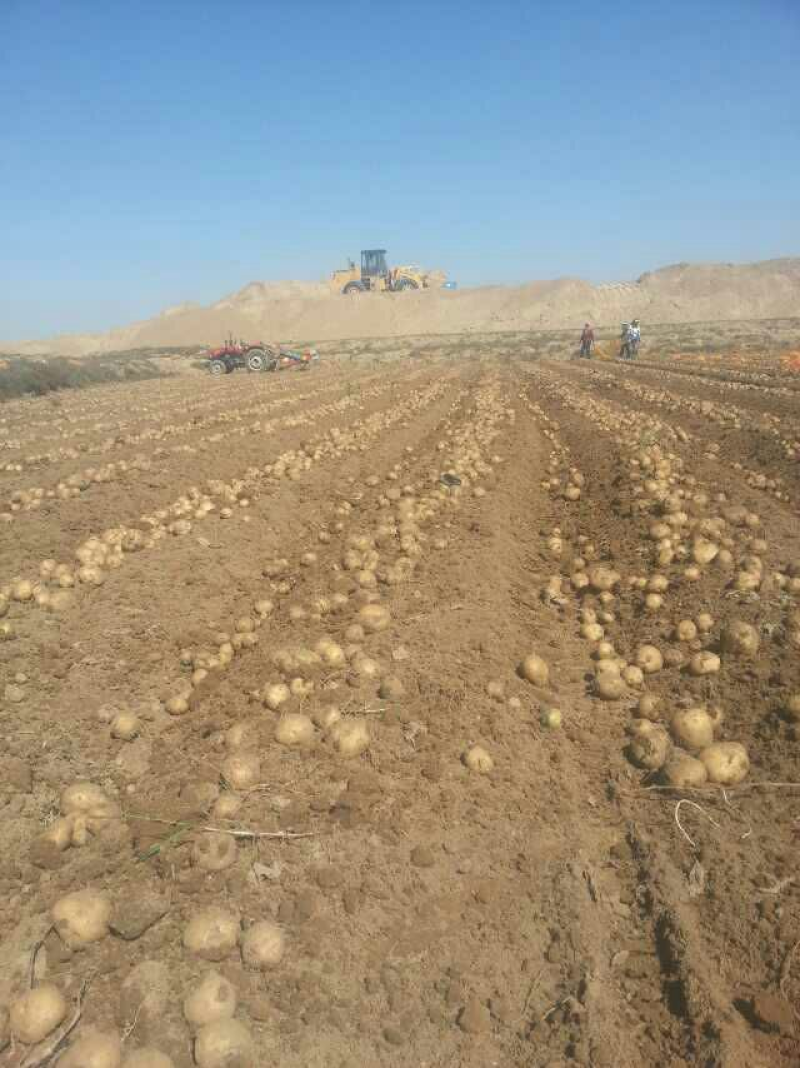 大西洋土豆抗病高产内蒙基地欢迎来电咨询**价