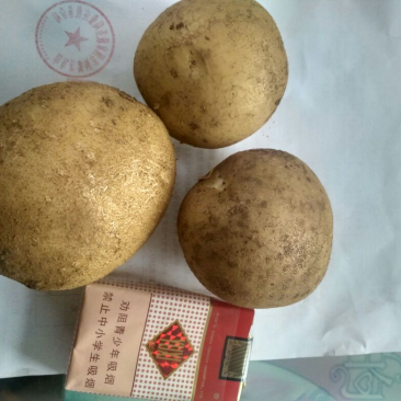 大西洋土豆抗病高产内蒙基地欢迎来电咨询**价