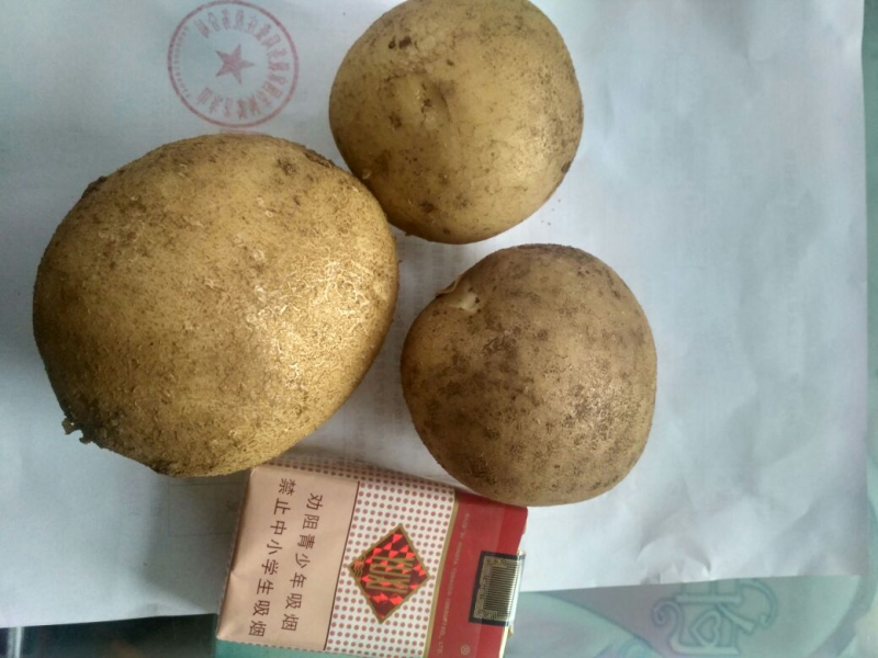 大西洋土豆抗病高产内蒙基地欢迎来电咨询**价