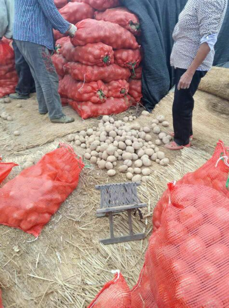 大西洋土豆抗病高产内蒙基地欢迎来电咨询**价
