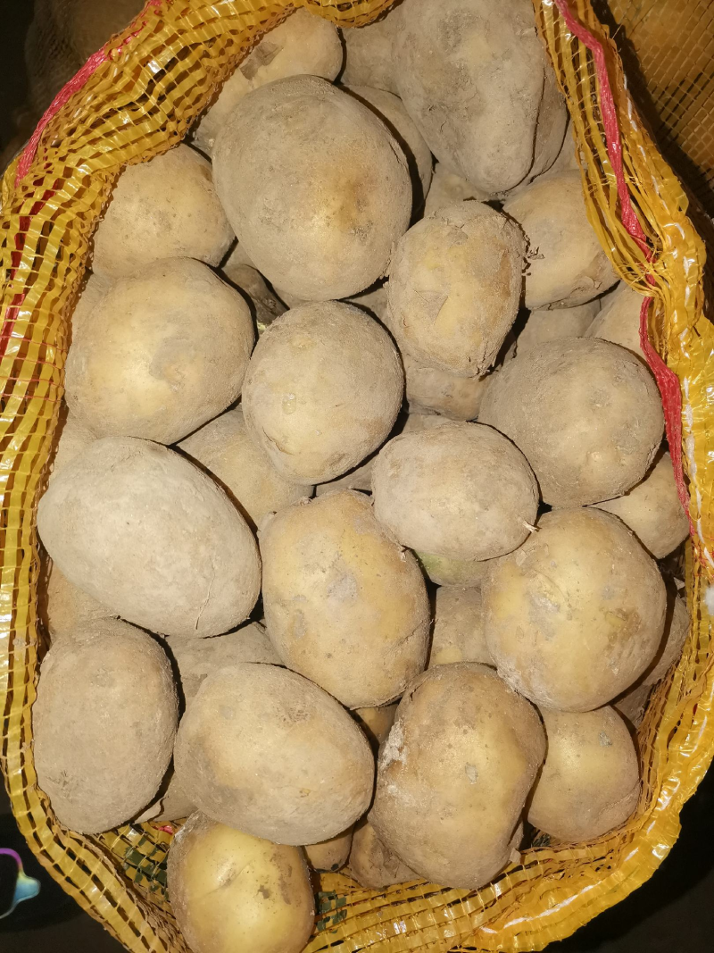 大西洋土豆抗病高产内蒙基地欢迎来电咨询**价