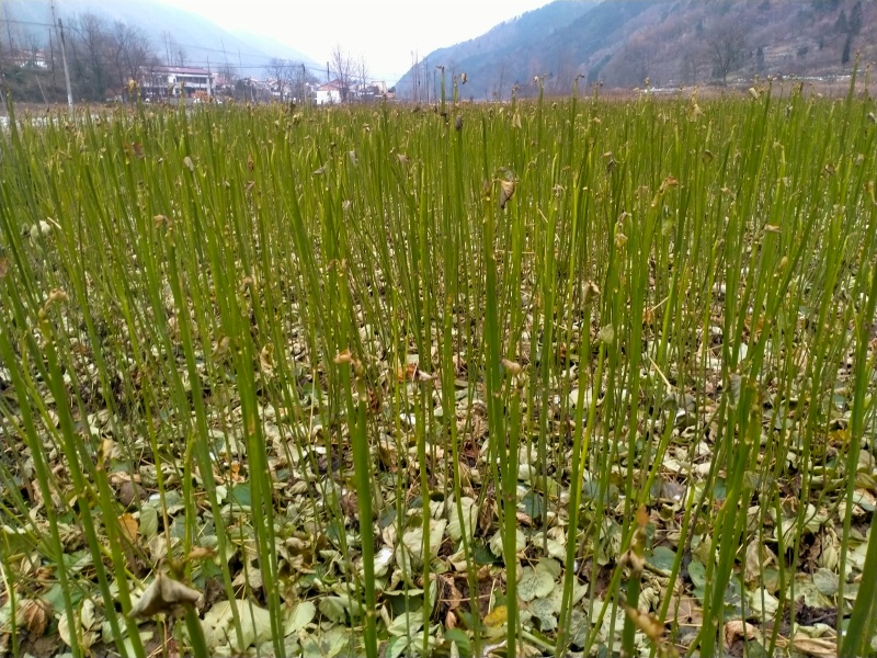 油桐苗