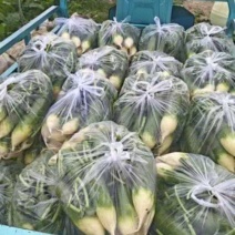 精品水果萝卜