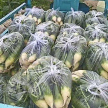 精品水果萝卜