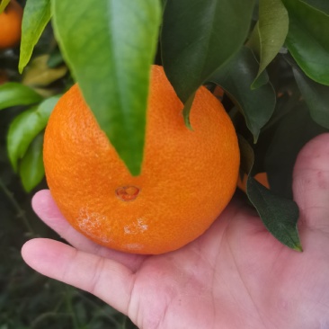 爱媛果冻橙