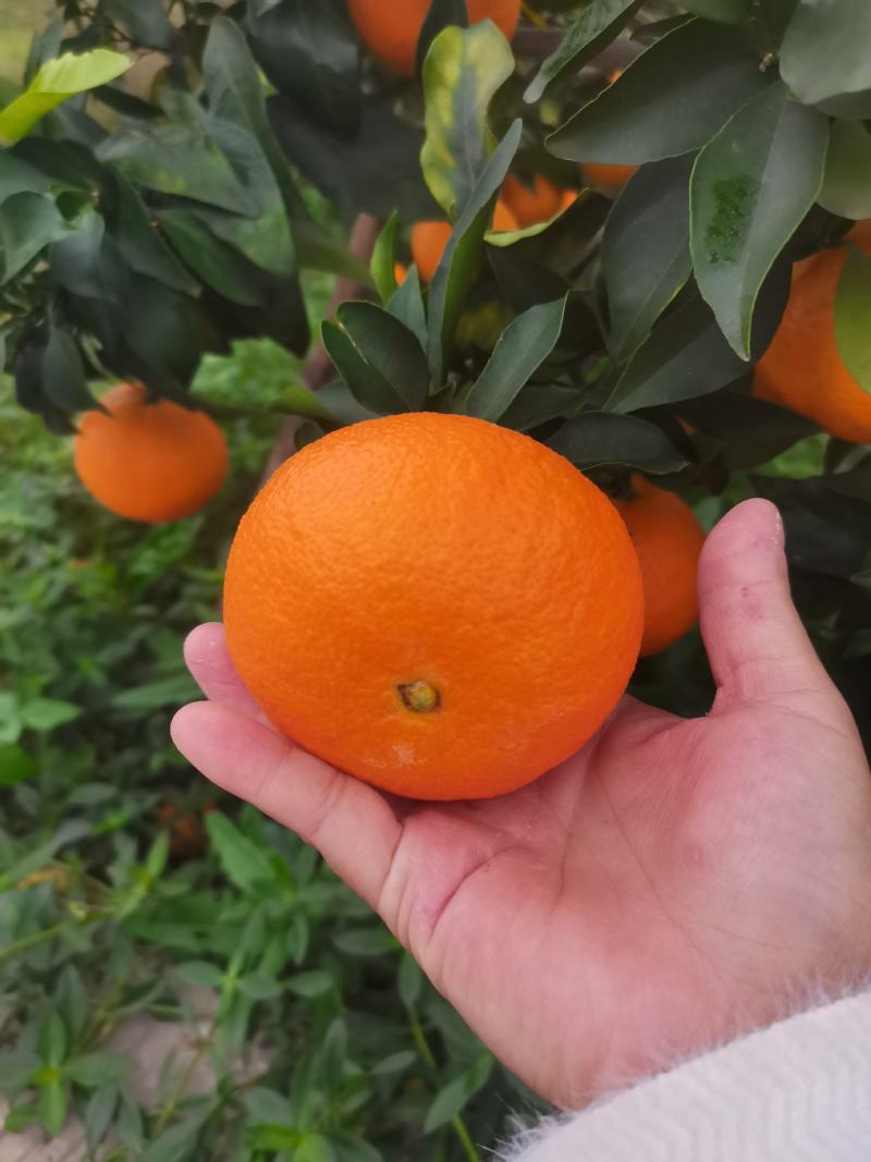 爱媛果冻橙