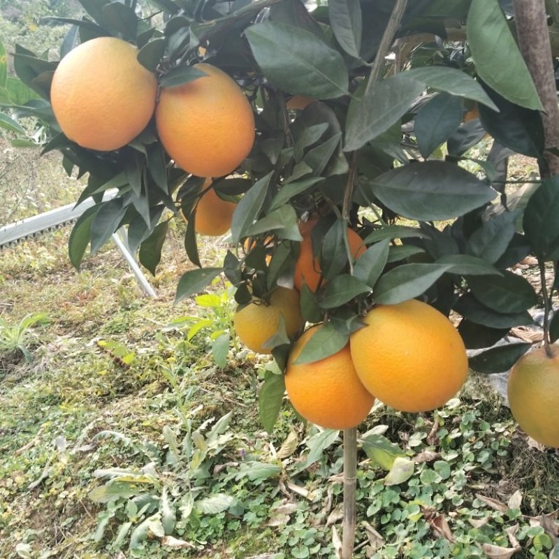 纽何尔脐橙