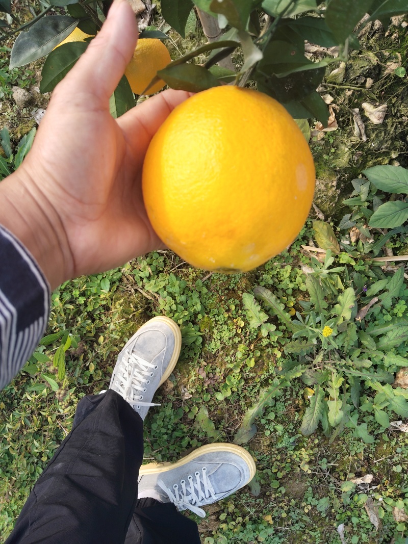 纽何尔脐橙