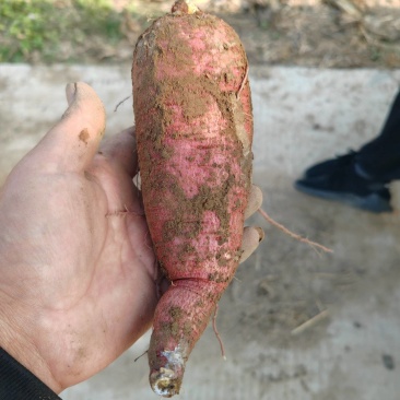 打粉红薯