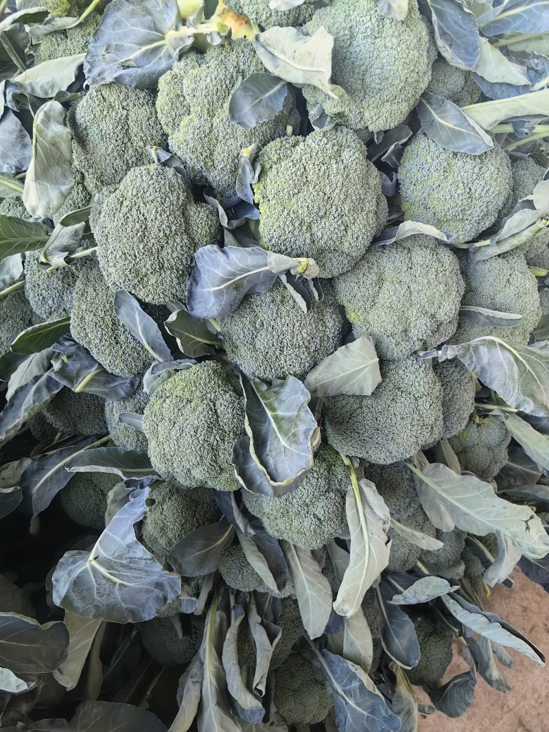 河南焦作西兰花精品小米粒大量上市中产地直发货源充足