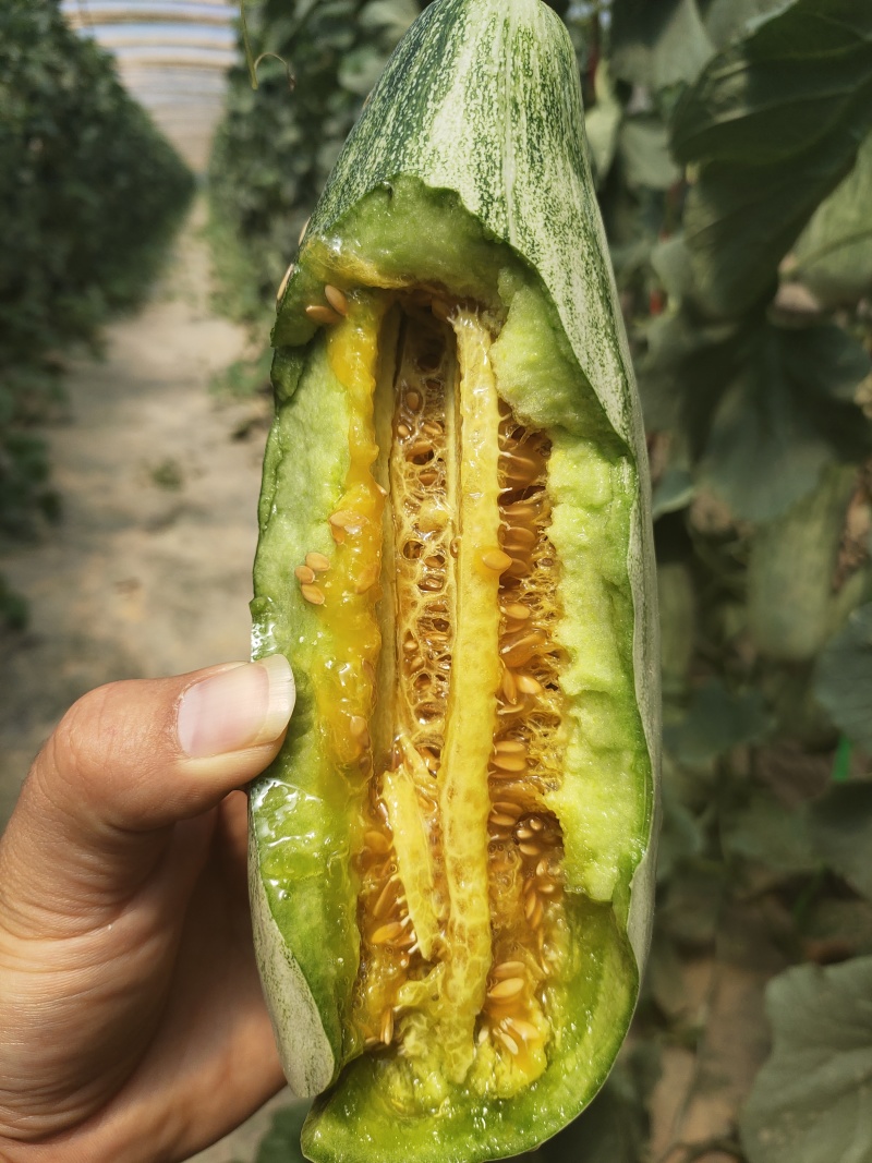 羊角蜜甜瓜，蜜园十八博洋9蜜瓜，甜瓜，博洋72，蜜源18